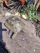 Rehomed...Spur Thighed : Female approx 30 years old (Mabel)